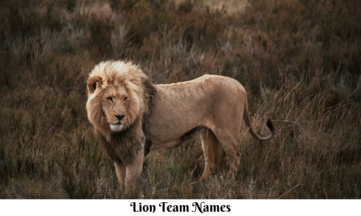 Lion Team Names