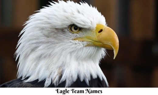 Eagle Team Names